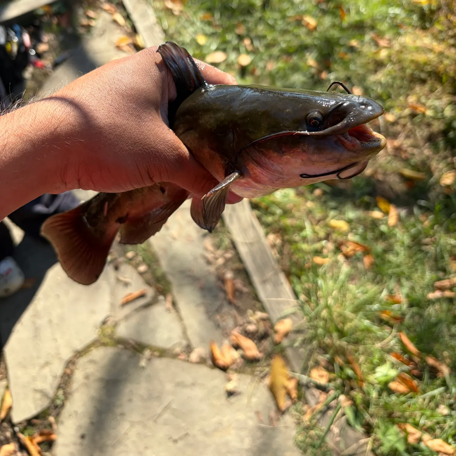 Black bullhead caught on Fishbrain