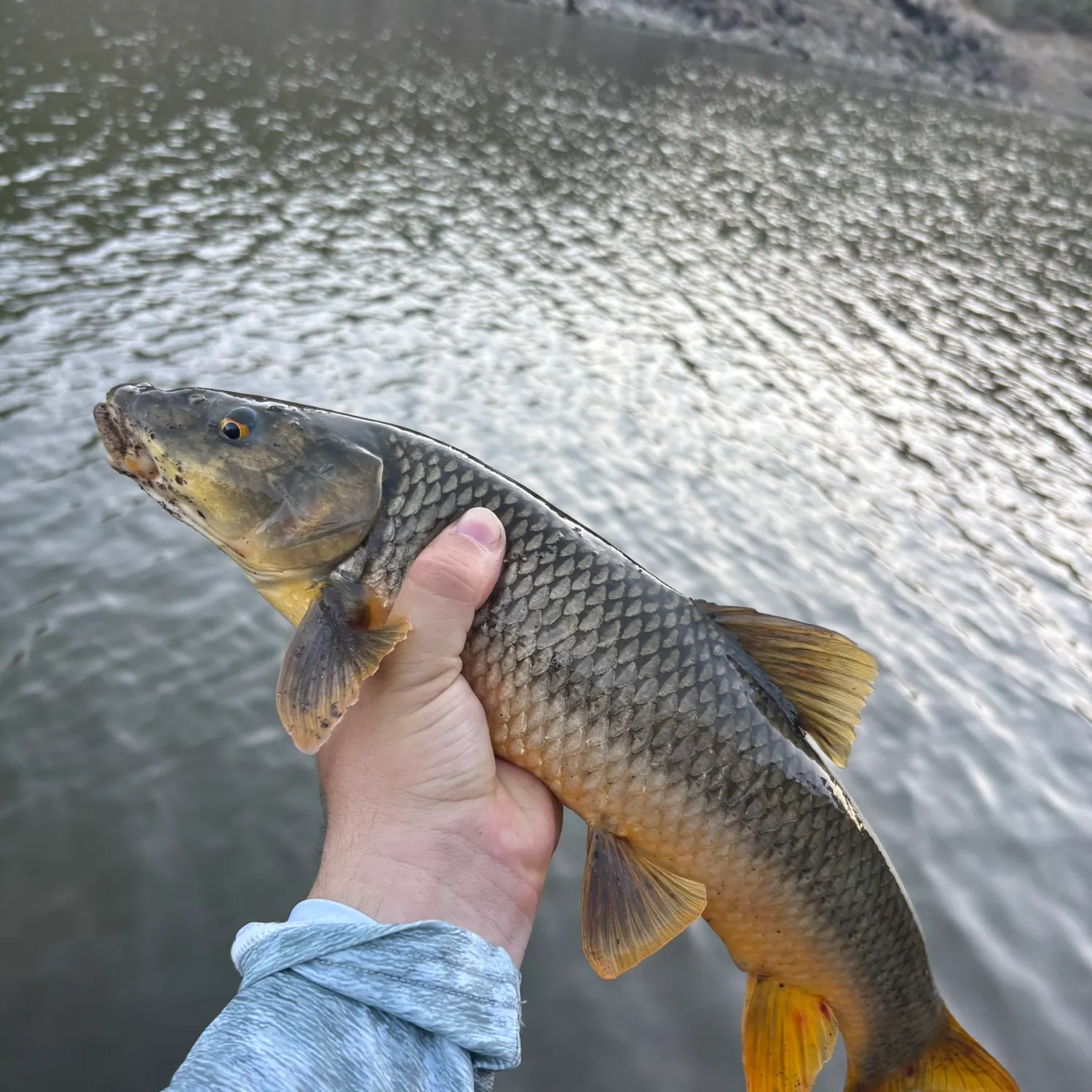 Common barbel caught on Fishbrain
