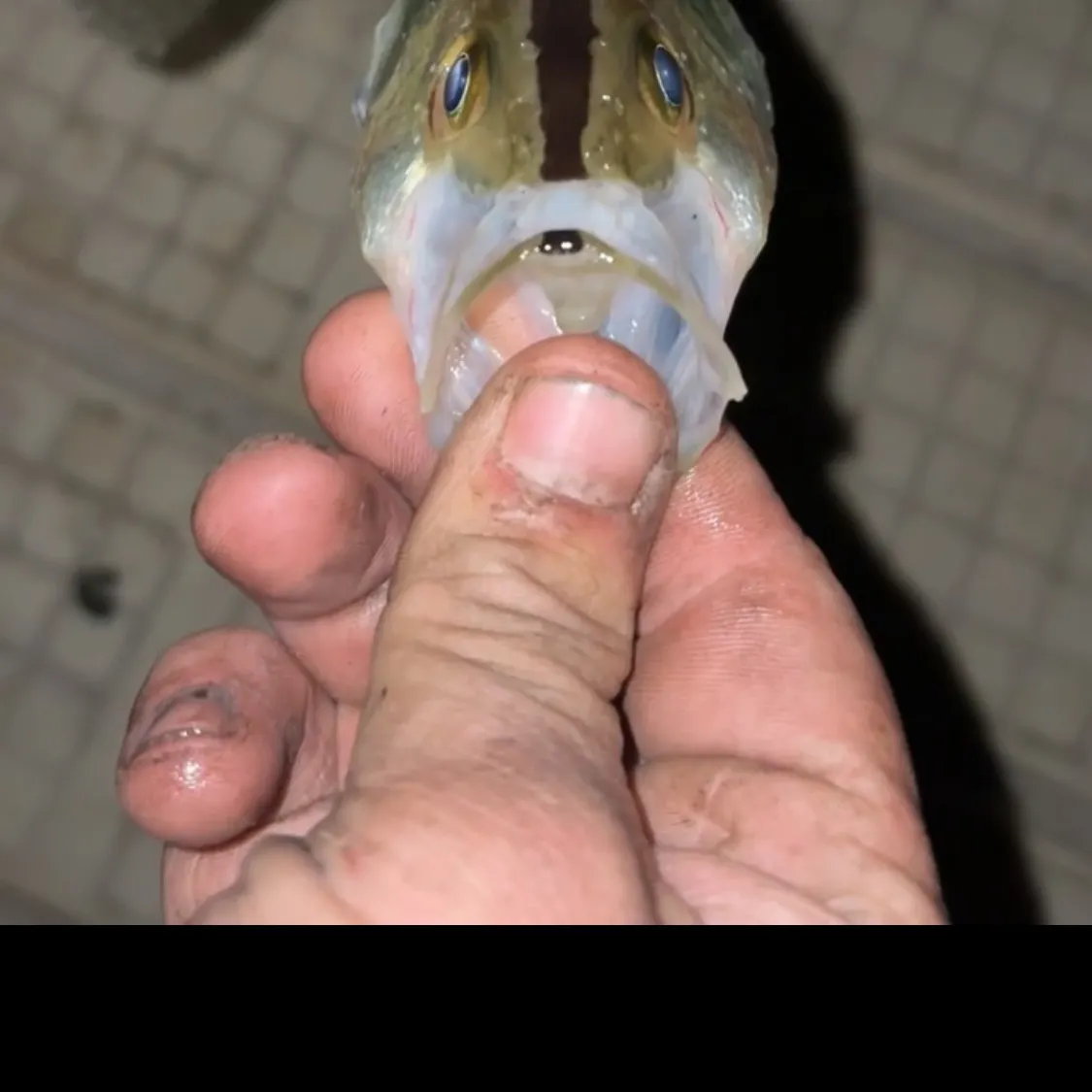 The most recent Magnolia crappie catches on Fishbrain