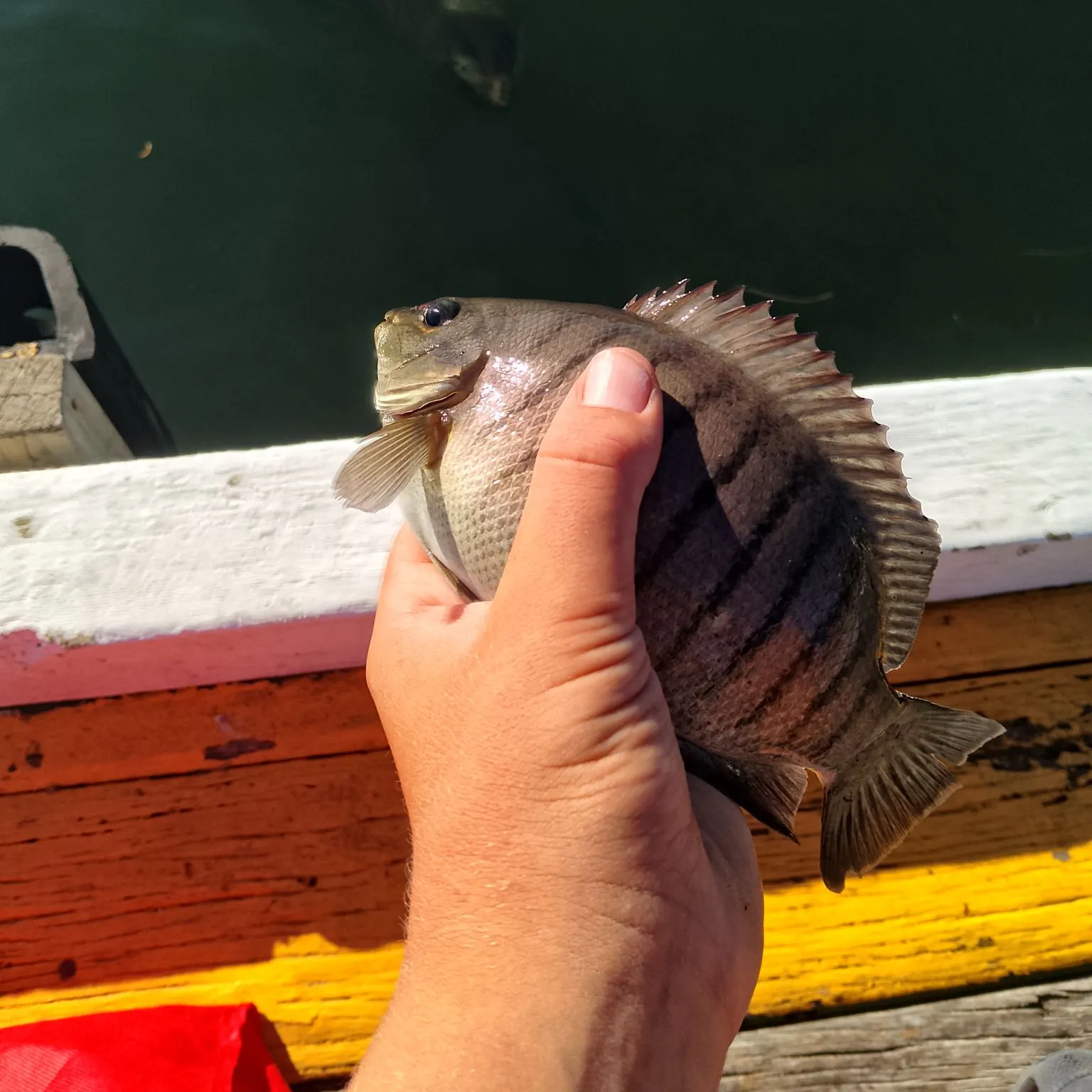 The most recent Luderick catches on Fishbrain