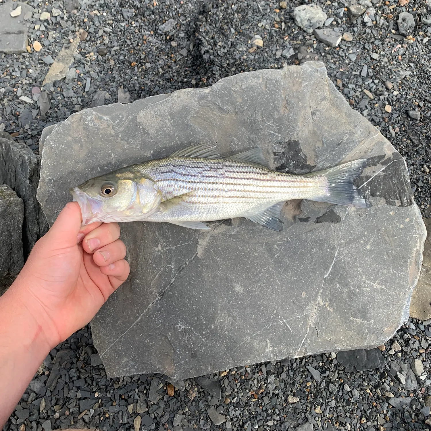 The most recent Striped bass catches on Fishbrain
