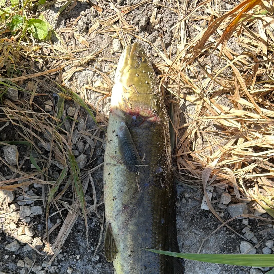 Eyetail bowfin caught on Fishbrain
