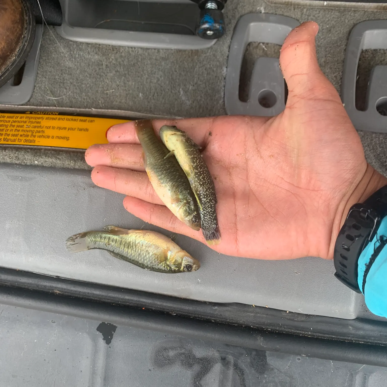 The most recent Barred minnow catches on Fishbrain