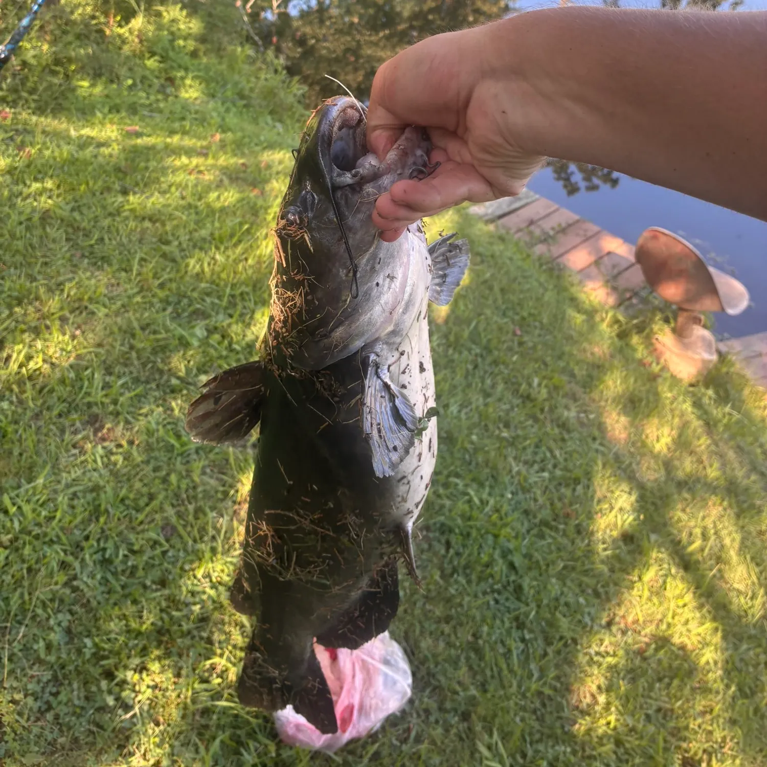 Channel catfish caught on Fishbrain