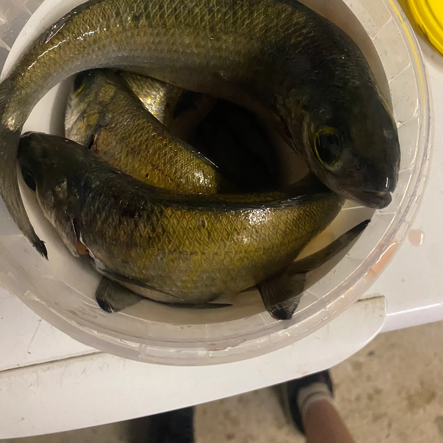 The most recent Australian ruff catches on Fishbrain