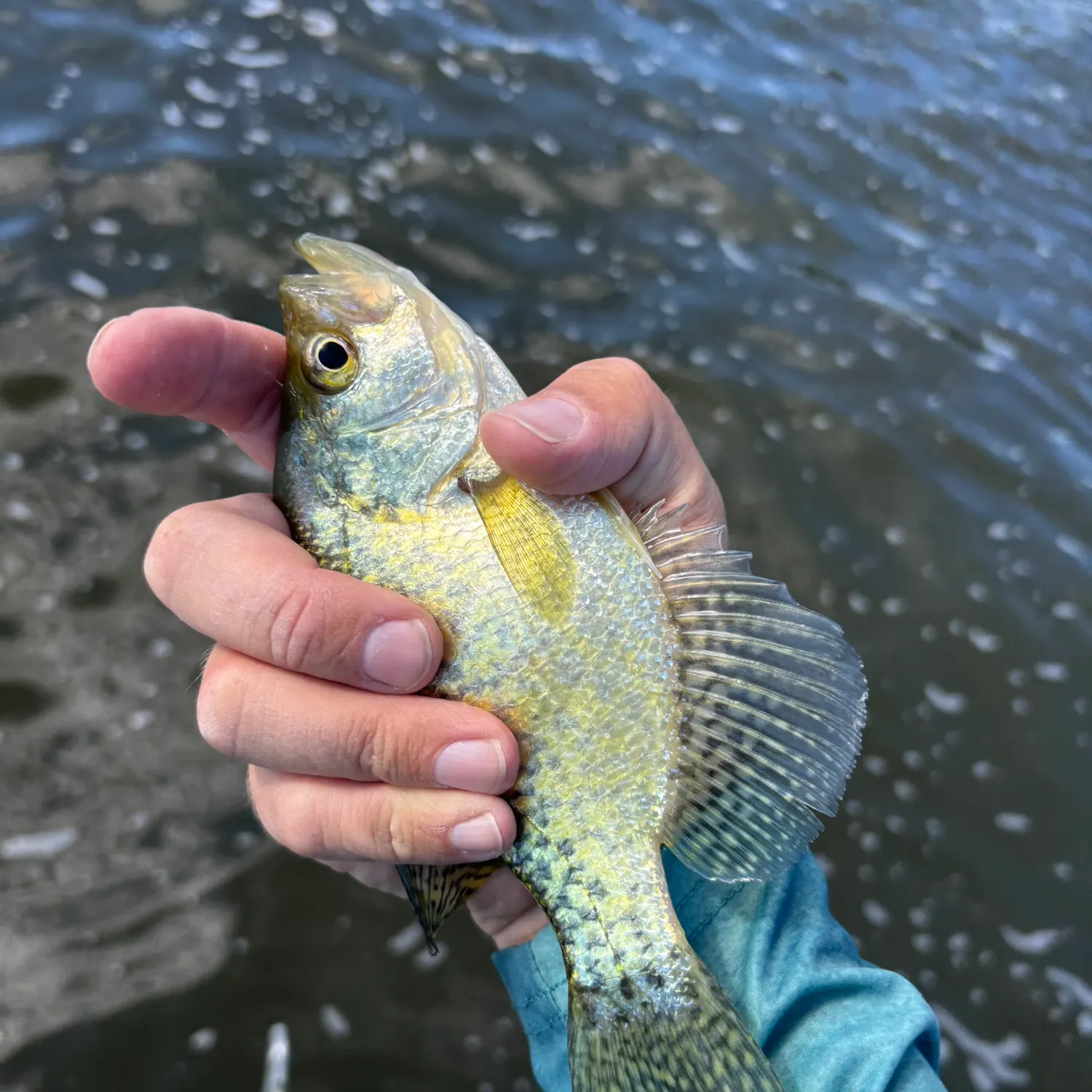 Black crappie caught on Fishbrain