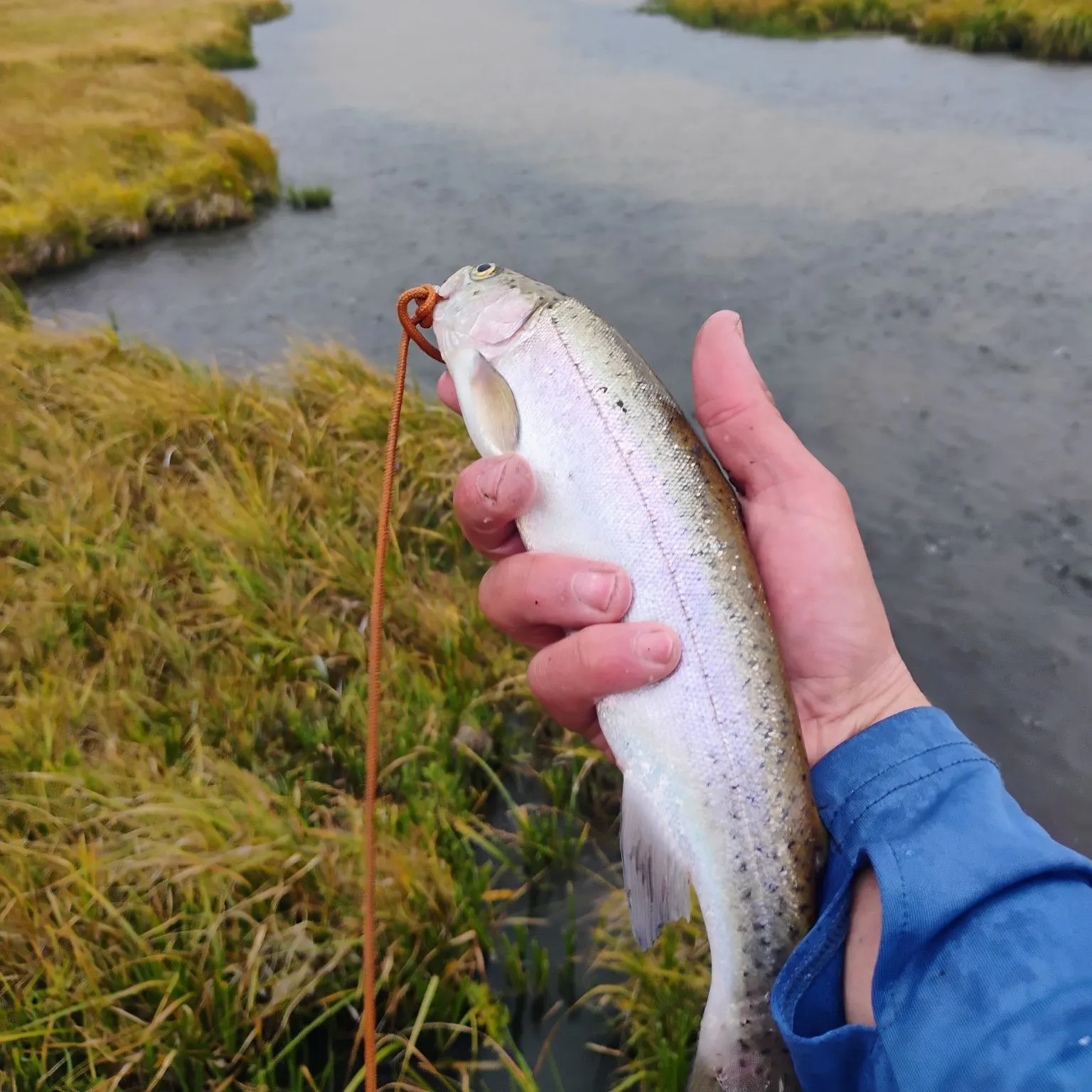 Rainbow trout caught on Fishbrain