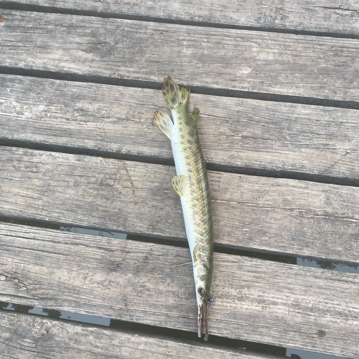 Spotted gar caught on Fishbrain