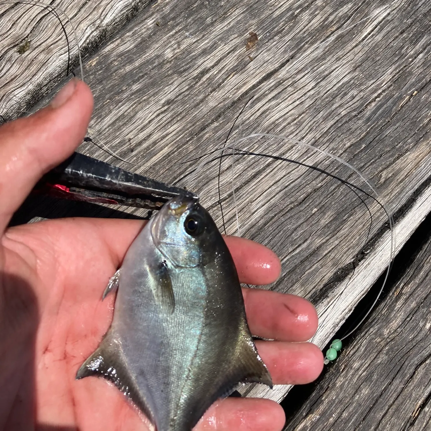 The most recent Sea sweep catches on Fishbrain