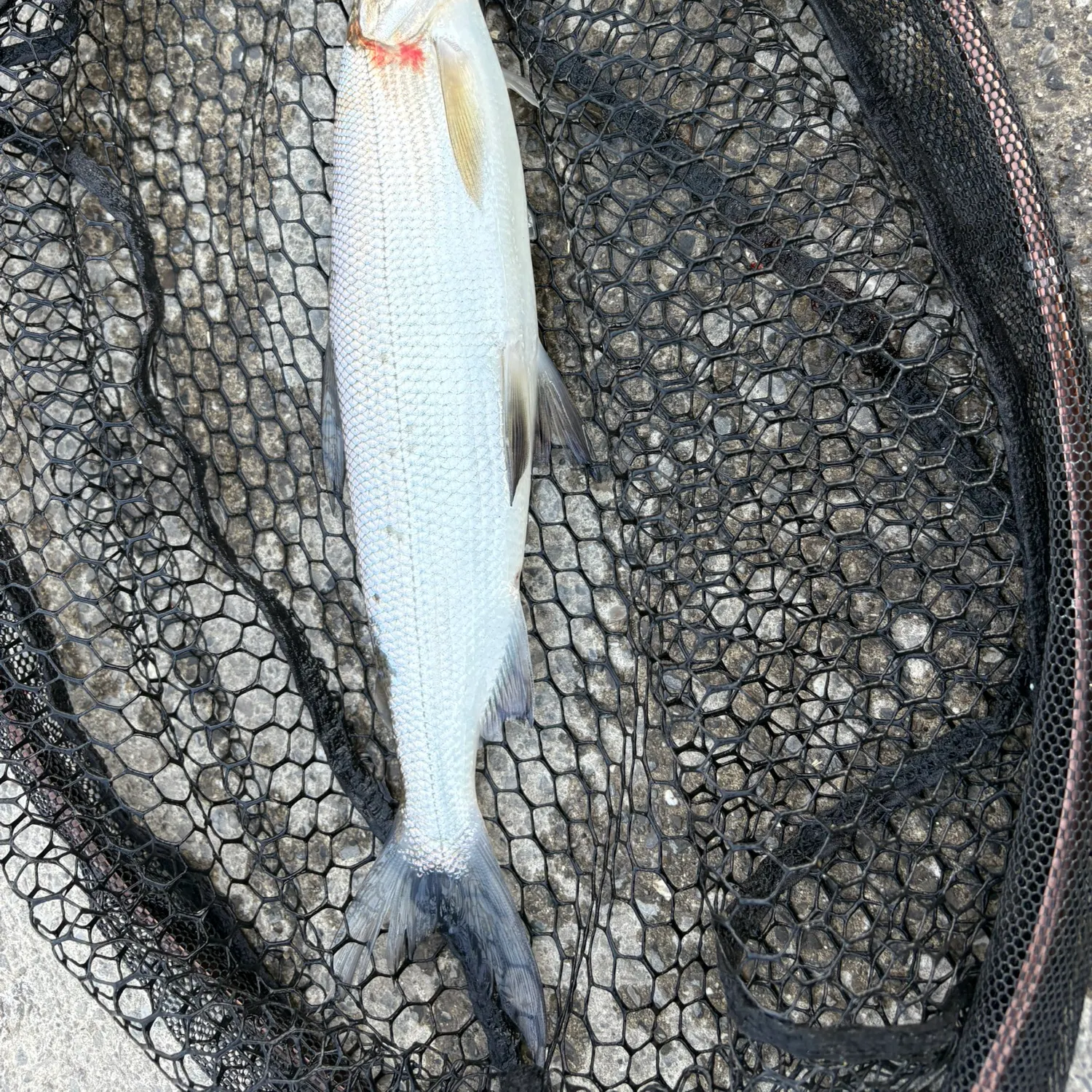 most liked catch image
