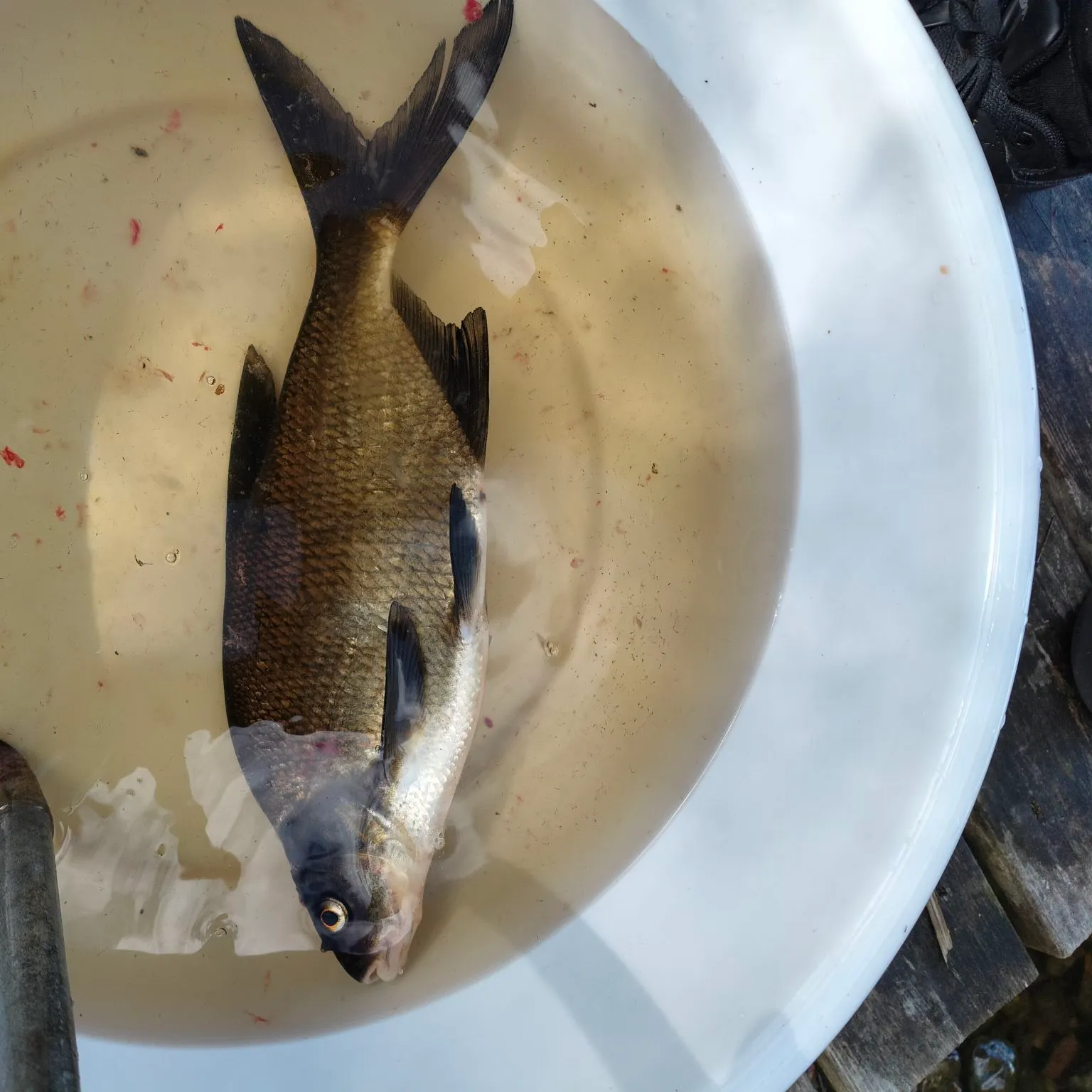 Common bream caught on Fishbrain