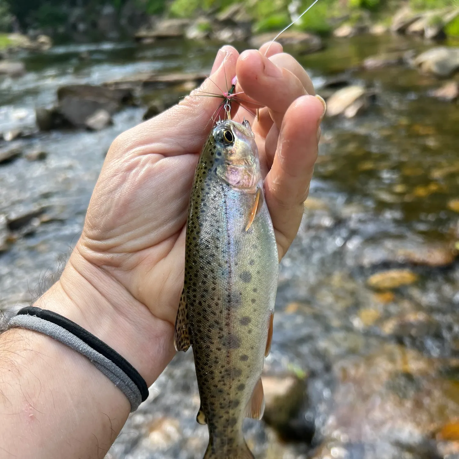recently logged catches