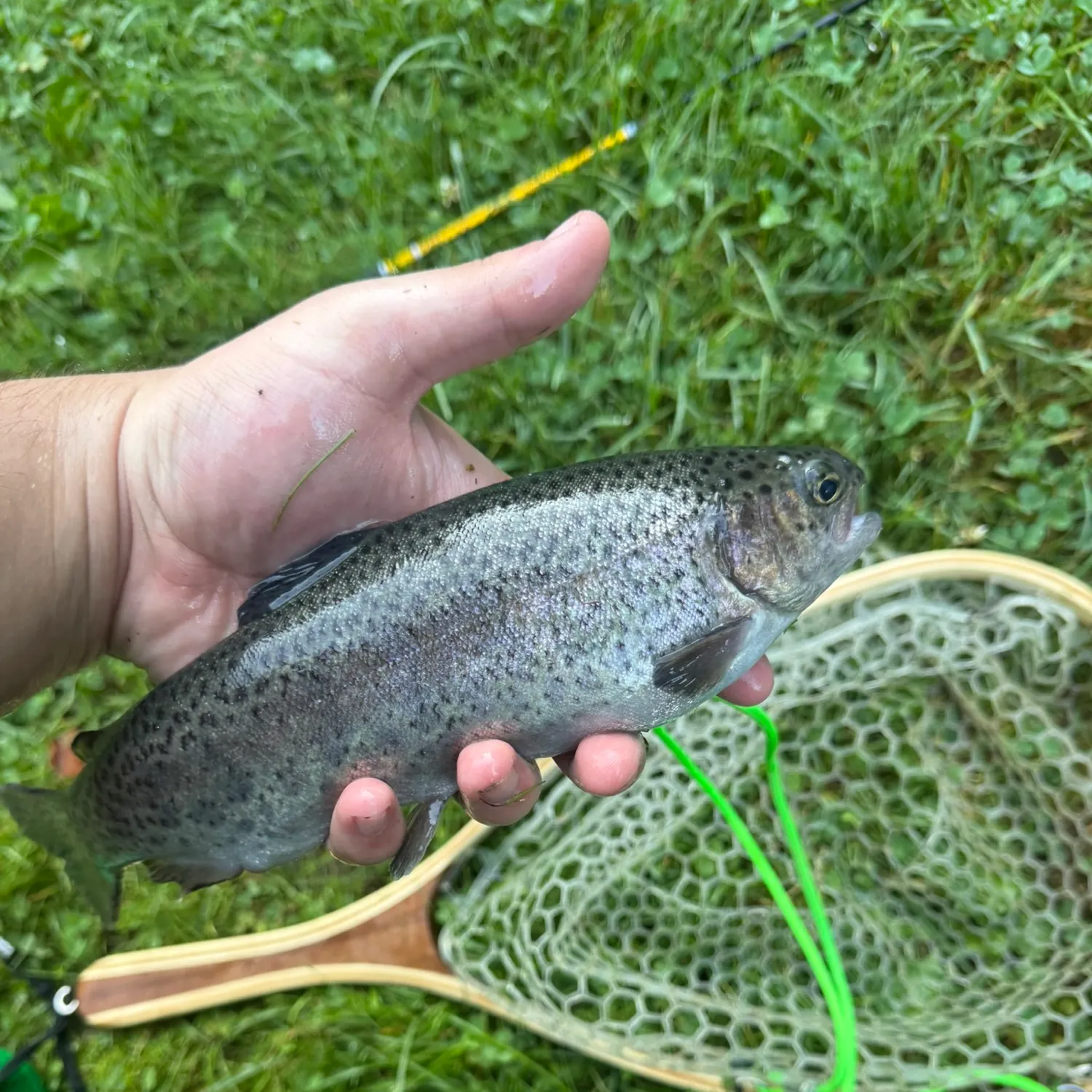 Rainbow trout caught on Fishbrain