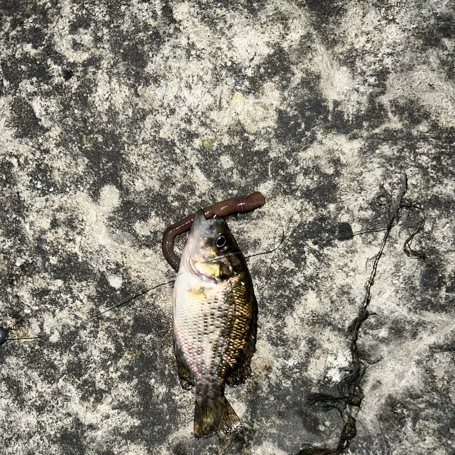Black crappie caught on Fishbrain
