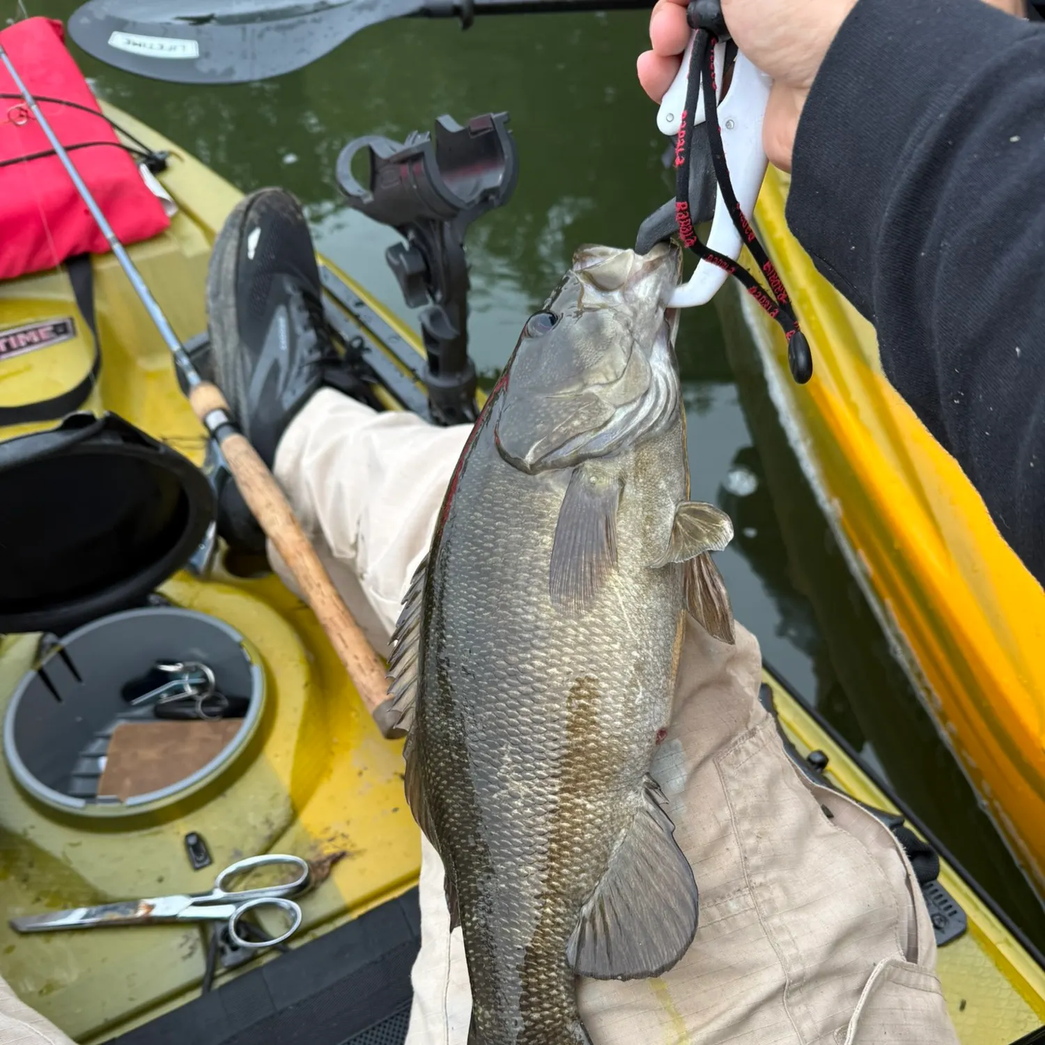 Smallmouth bass caught on Fishbrain