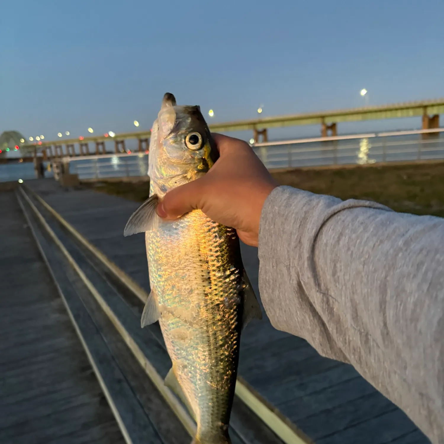 The most recent Hickory shad catches on Fishbrain