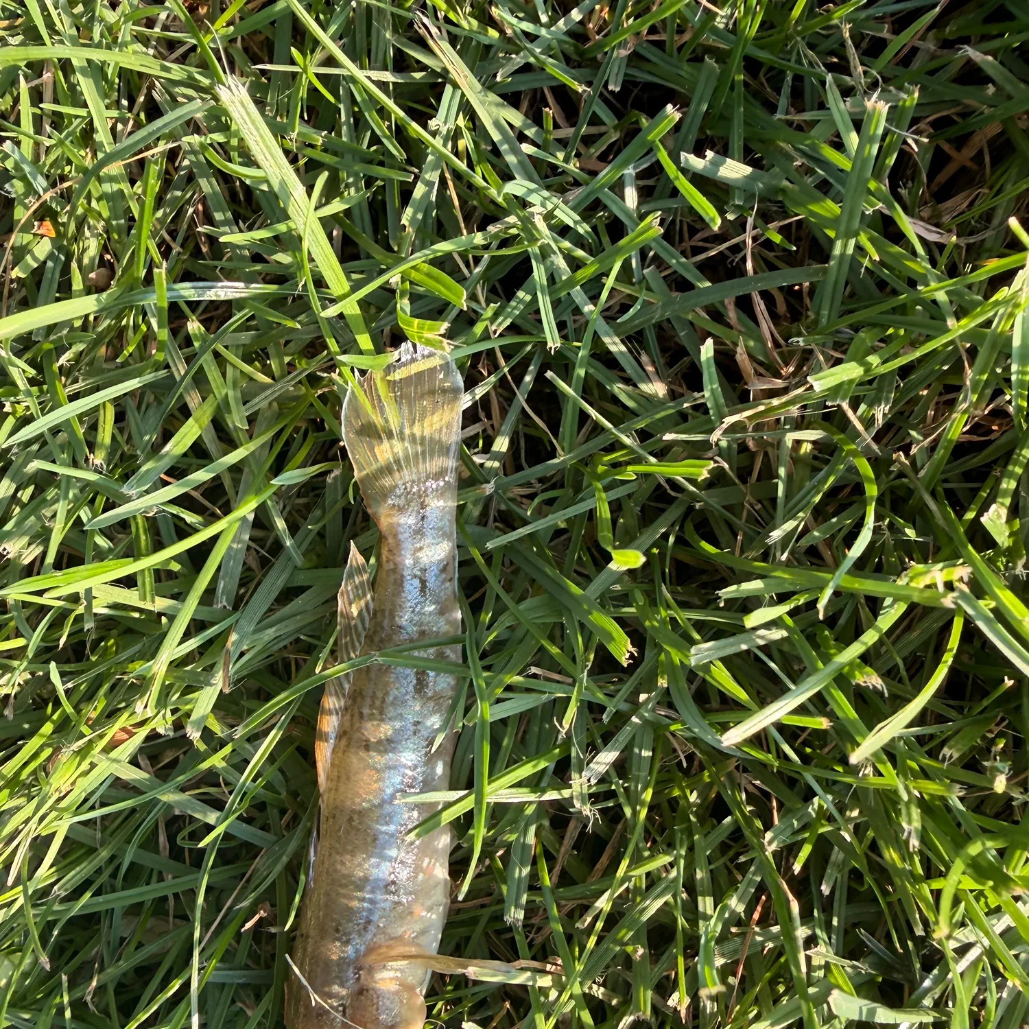 The most recent Round goby catches on Fishbrain