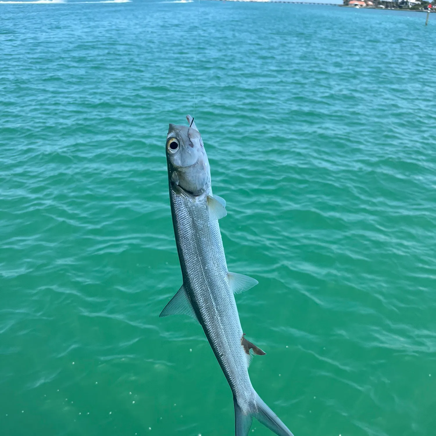 most liked catch image