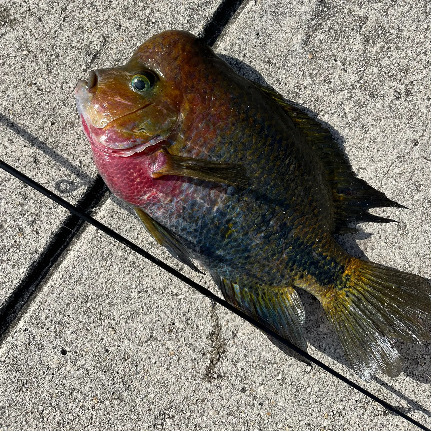 The most recent Redhead cichlid catches on Fishbrain