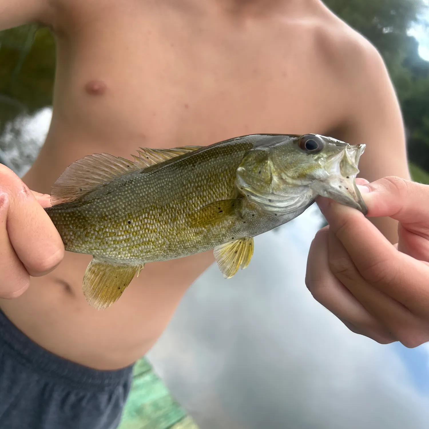 Smallmouth bass caught on Fishbrain