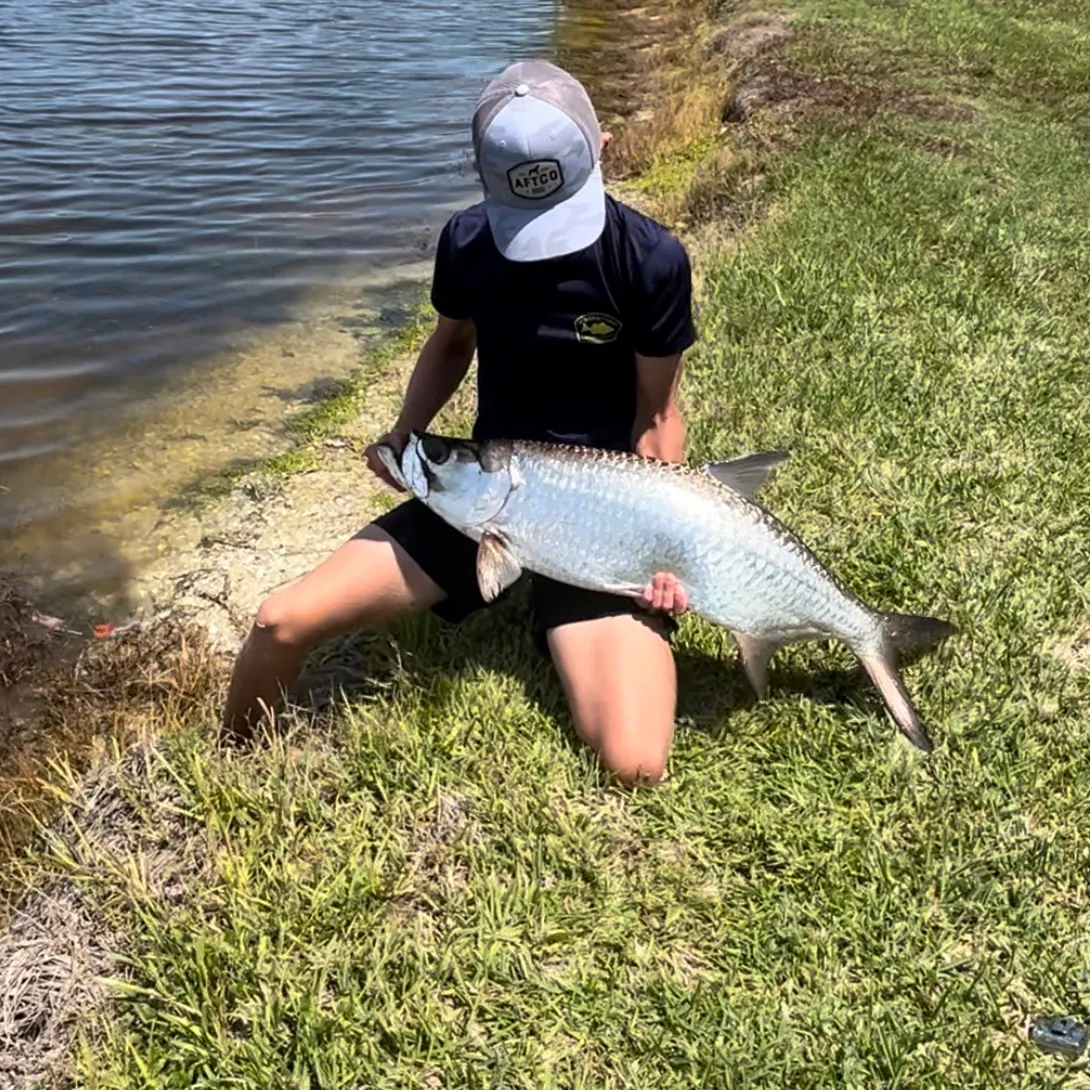 Tarpon caught on Fishbrain