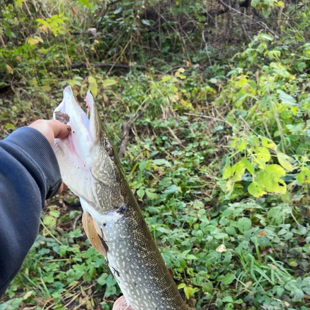 Northern pike caught on Fishbrain