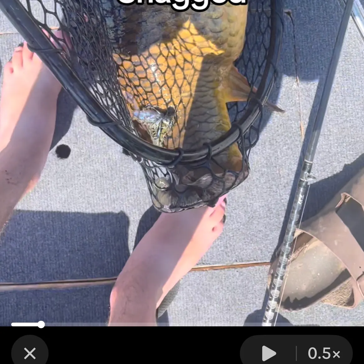 recently logged catches