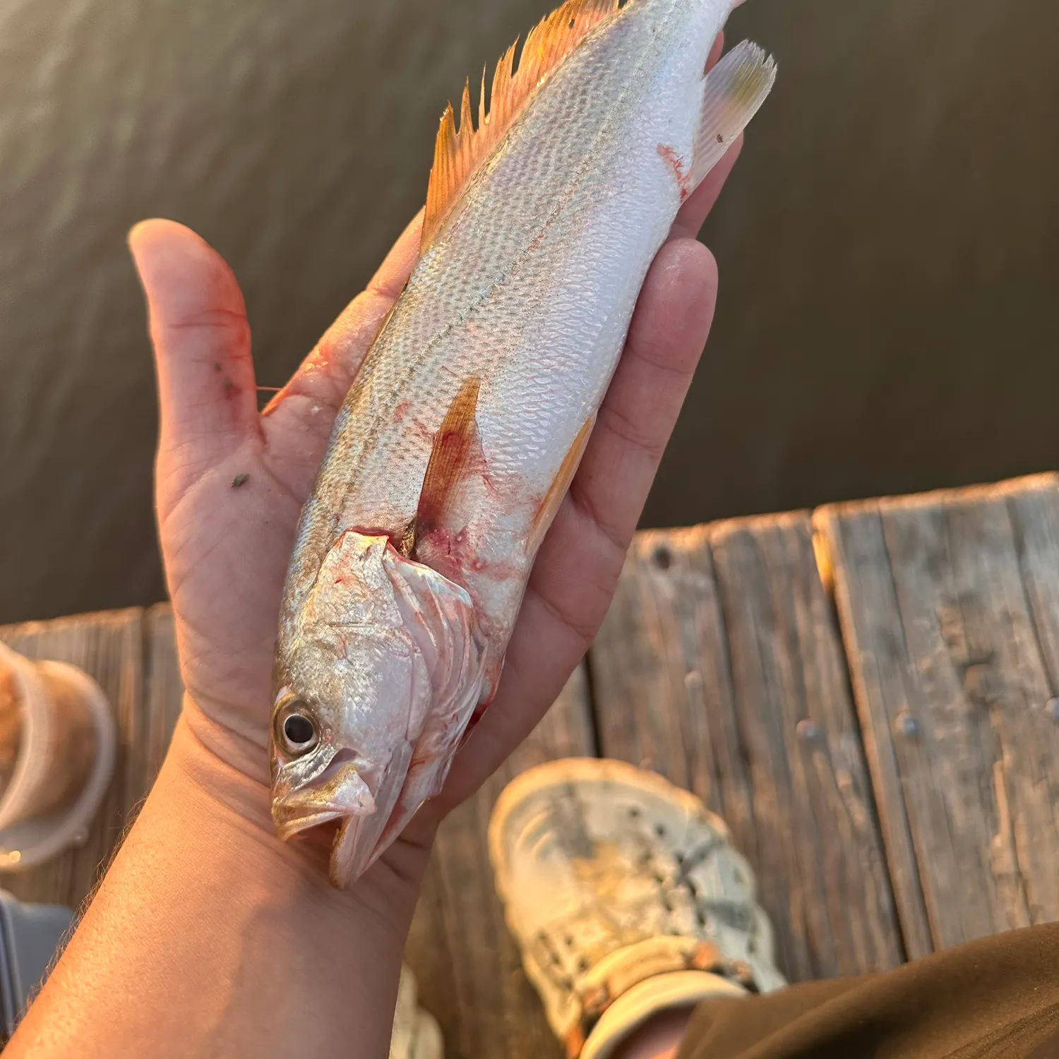 Sand seatrout caught on Fishbrain