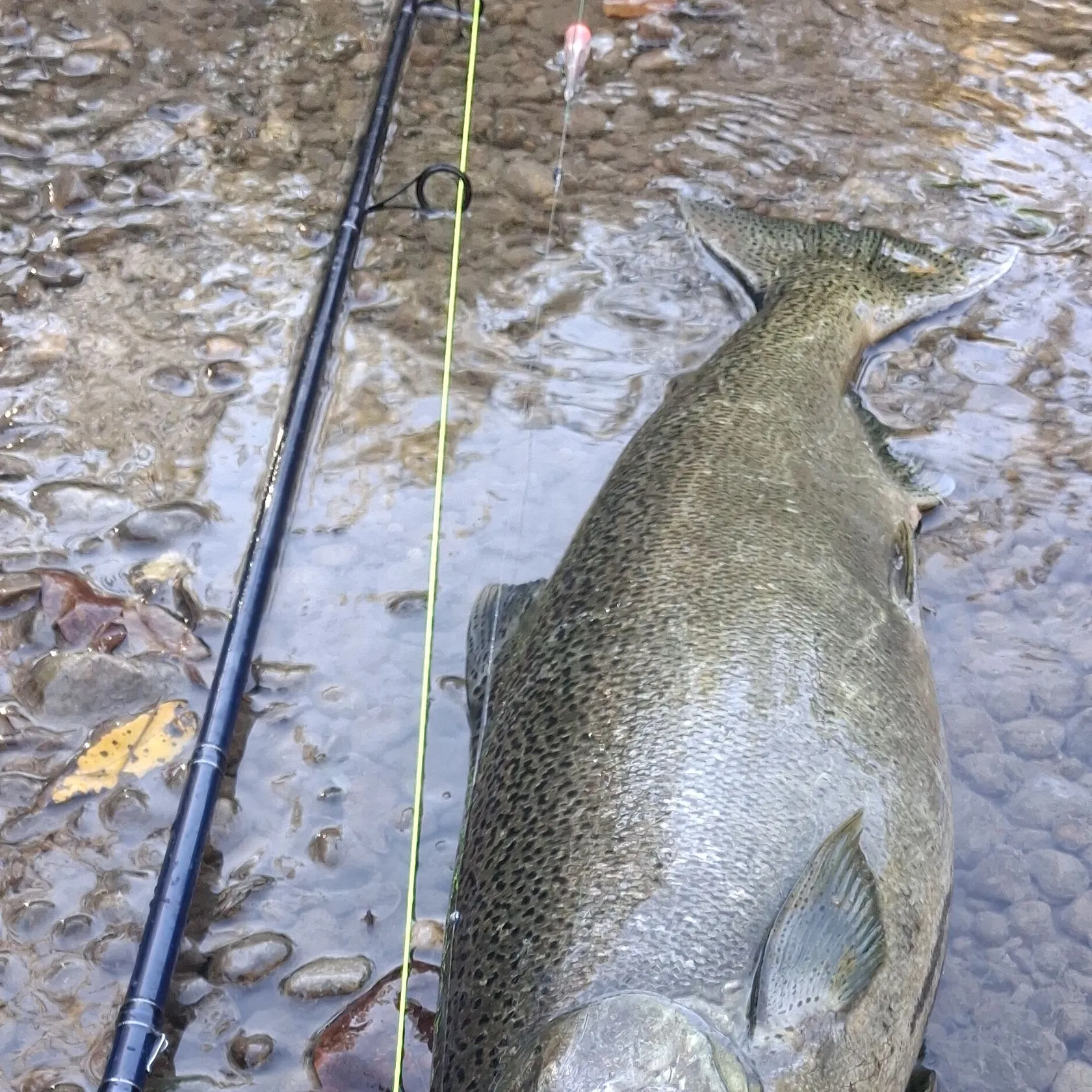 Chinook salmon caught on Fishbrain