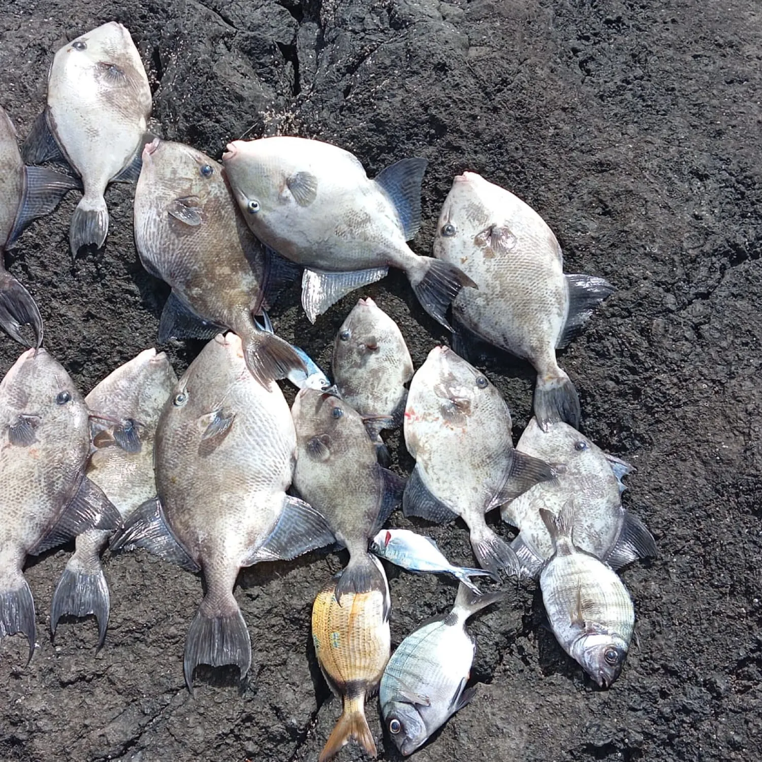 recently logged catches