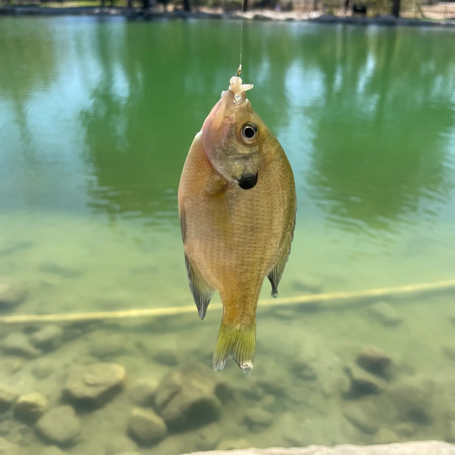 Bluegill caught on Fishbrain