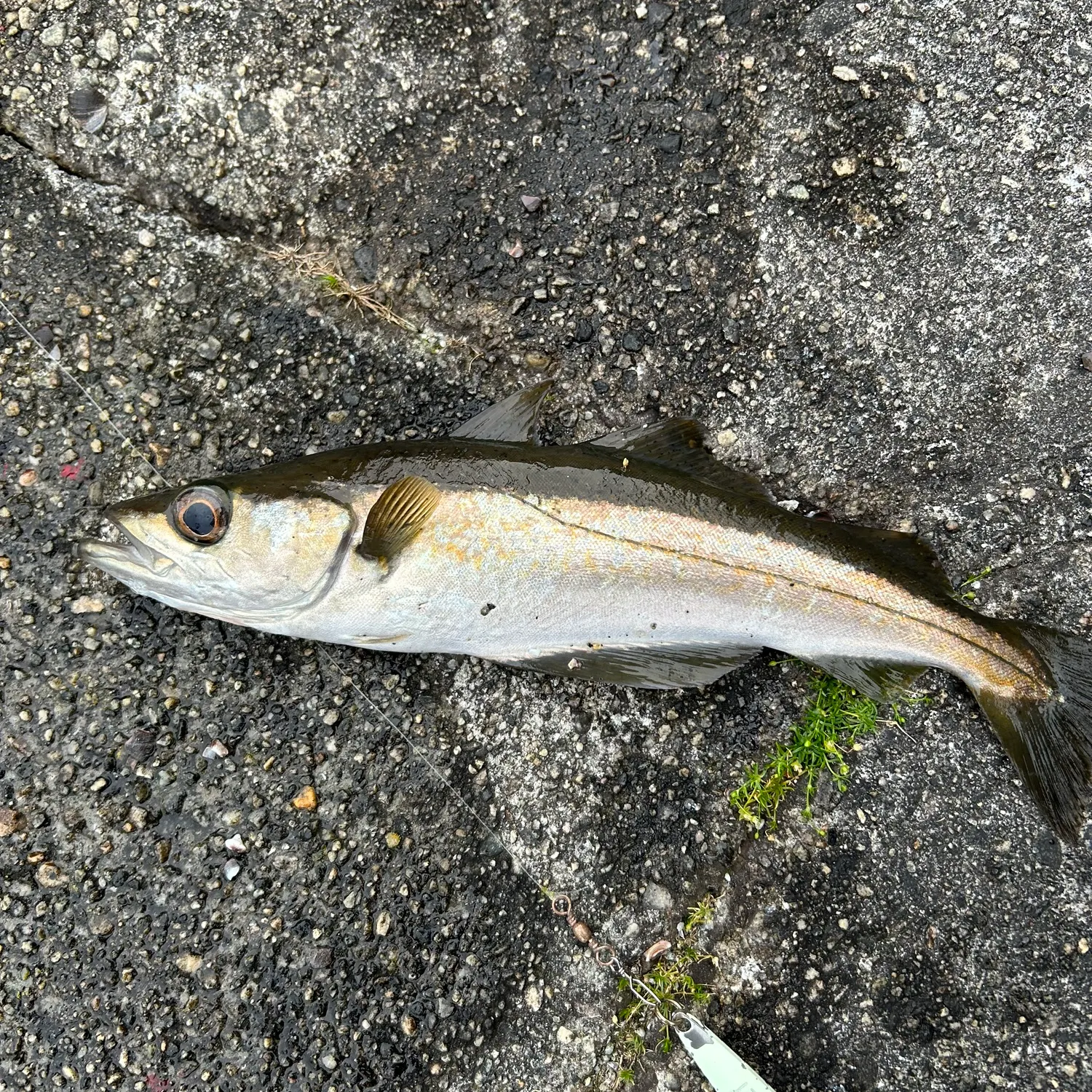 most liked catch image