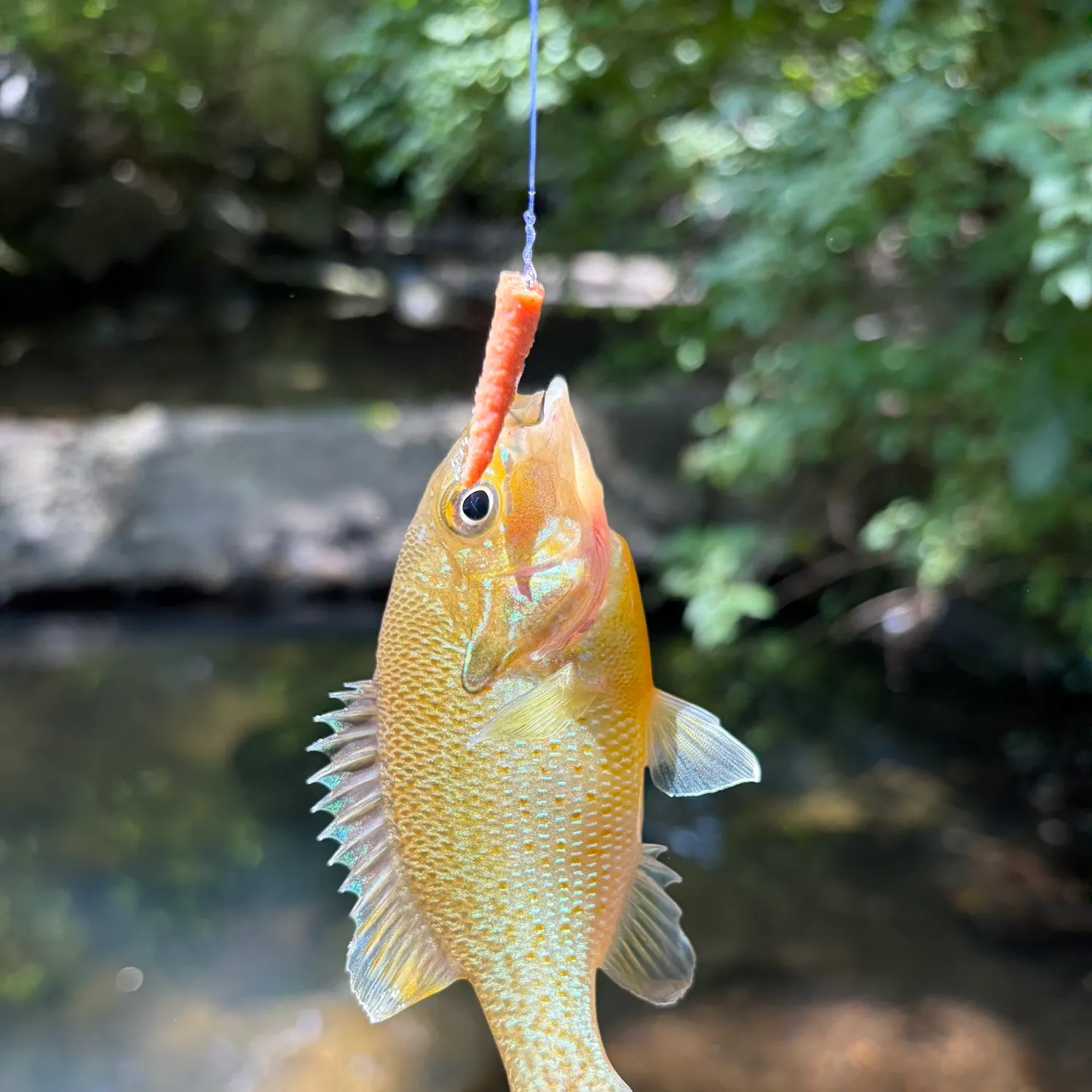 Redbreast sunfish caught on Fishbrain