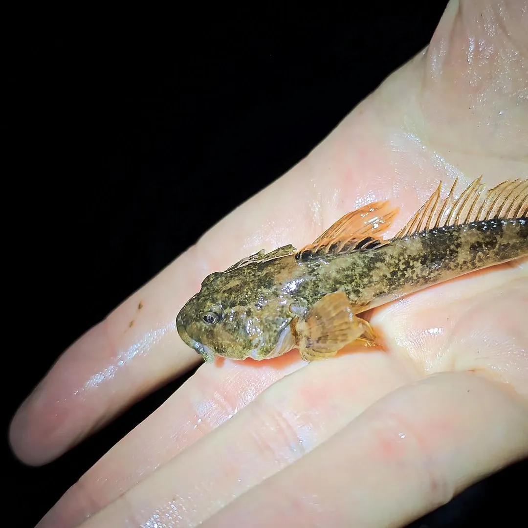 The most recent Mottled sculpin catches on Fishbrain