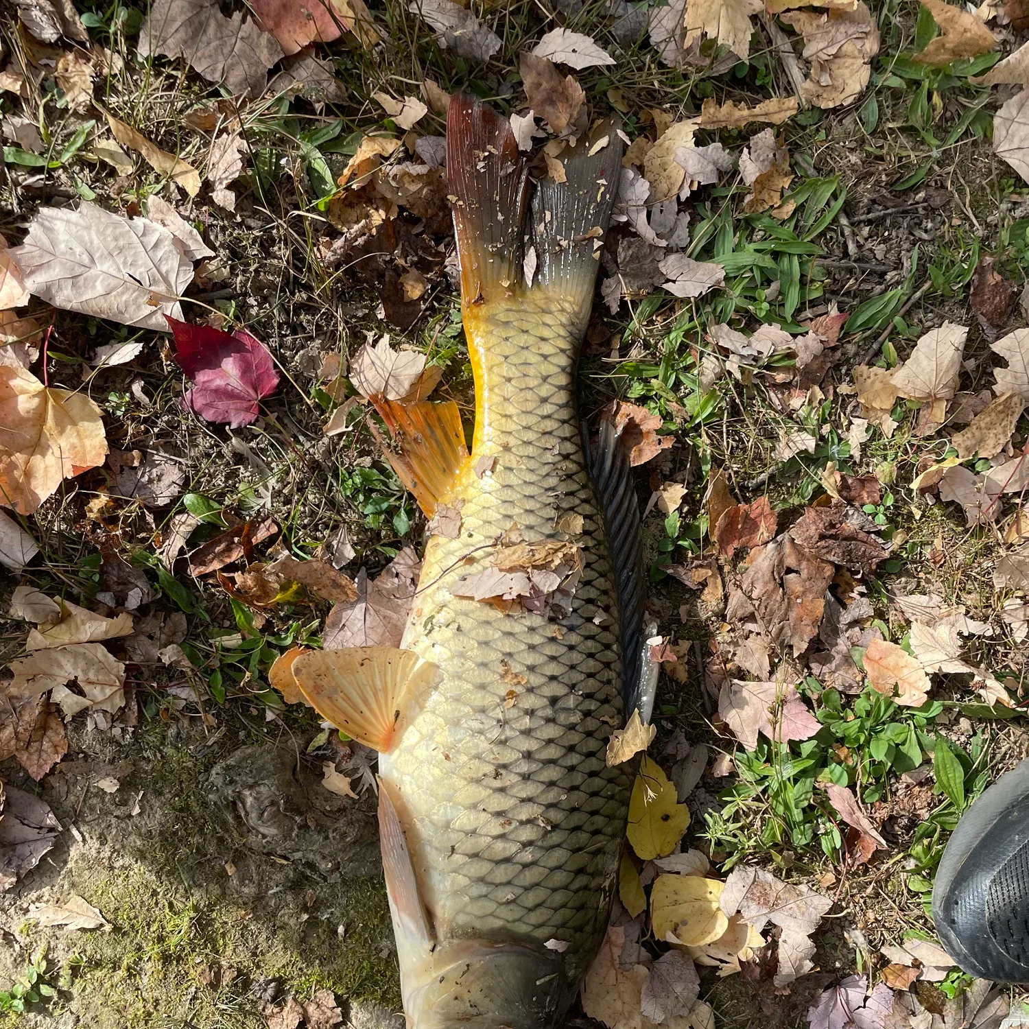 Common carp caught on Fishbrain
