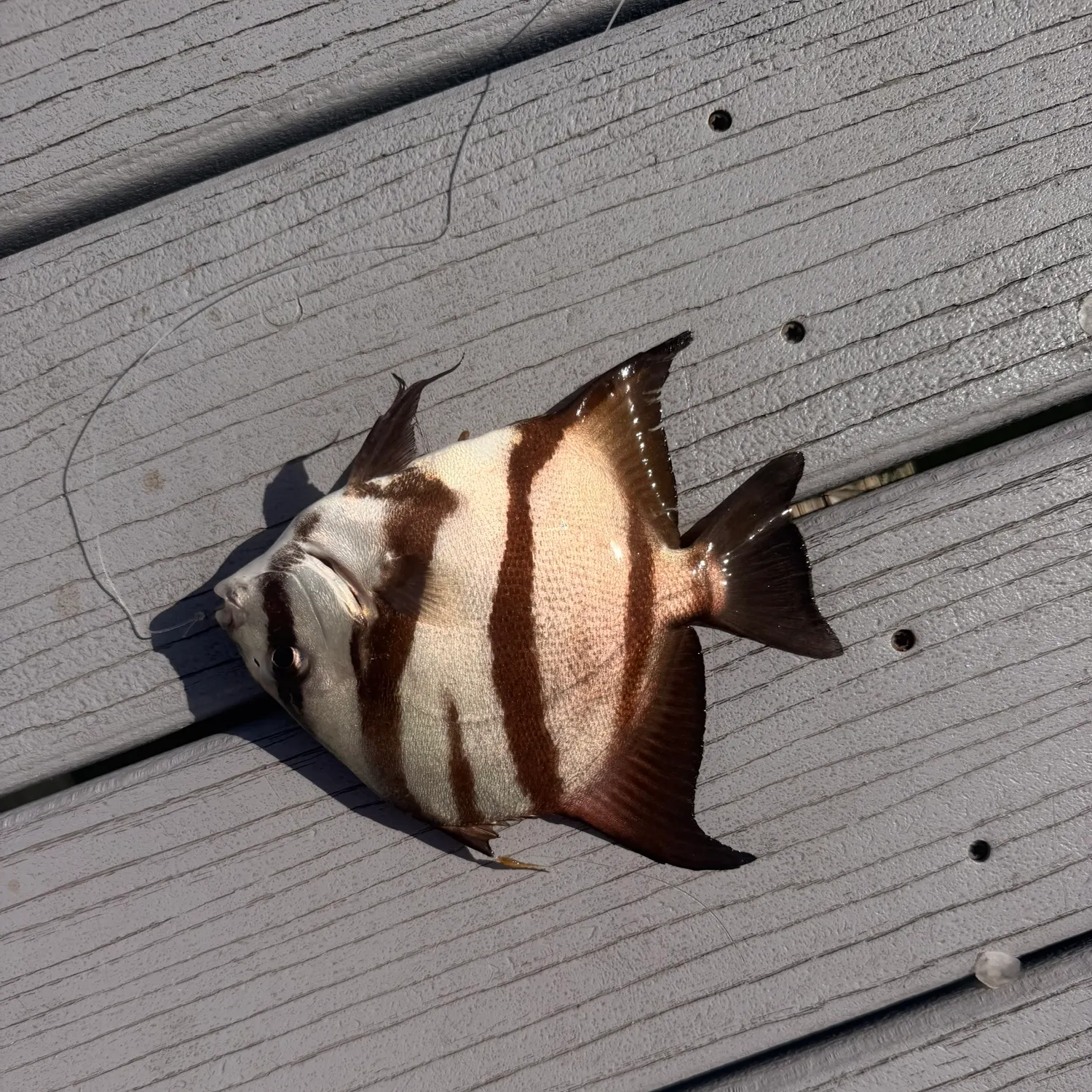 The most recent Atlantic spadefish catches on Fishbrain