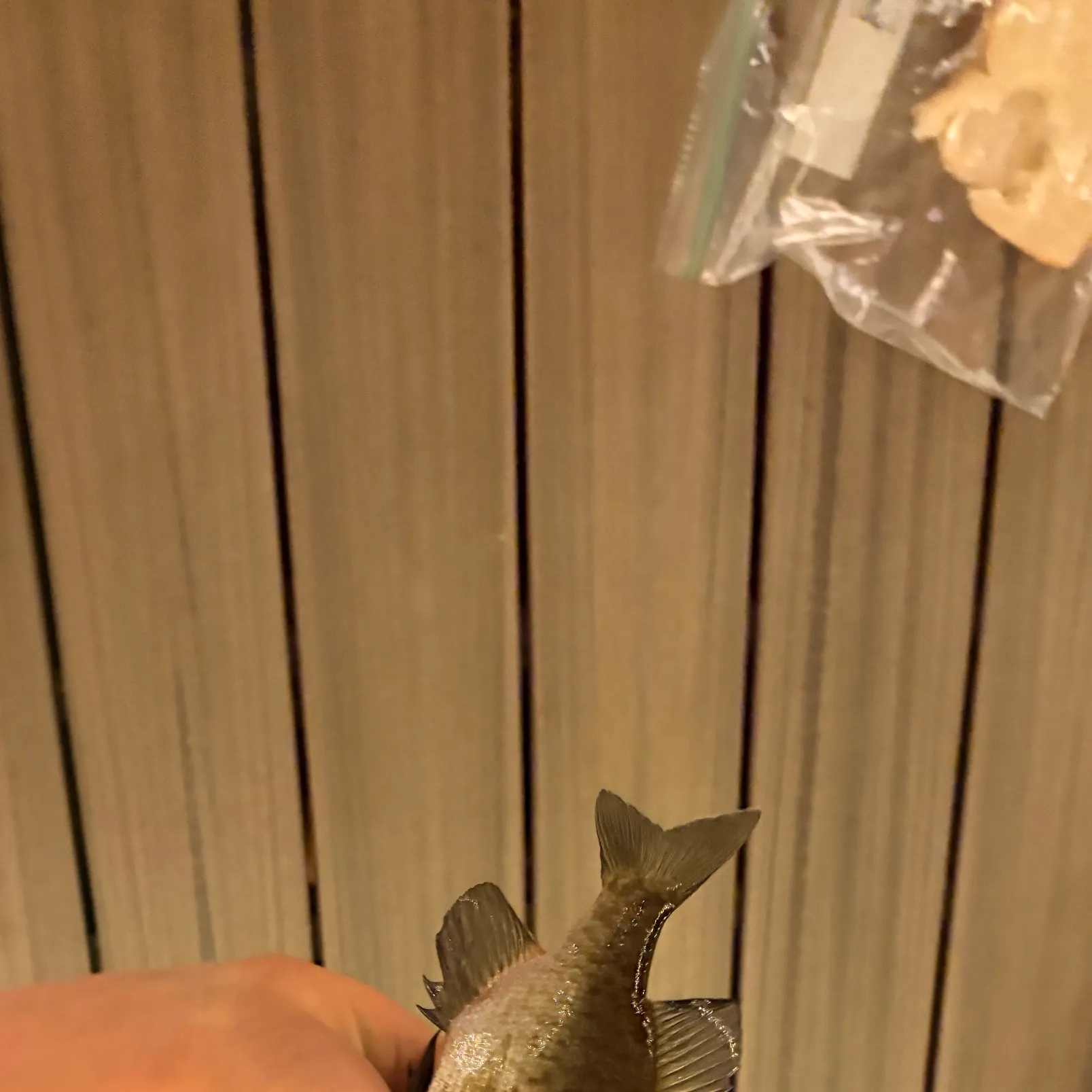 The most recent Green sunfish catches on Fishbrain