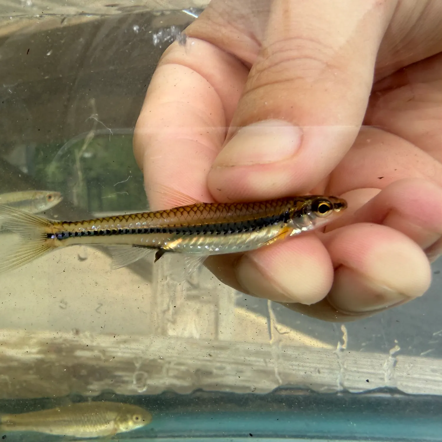 The most recent Swallowtail shiner catches on Fishbrain