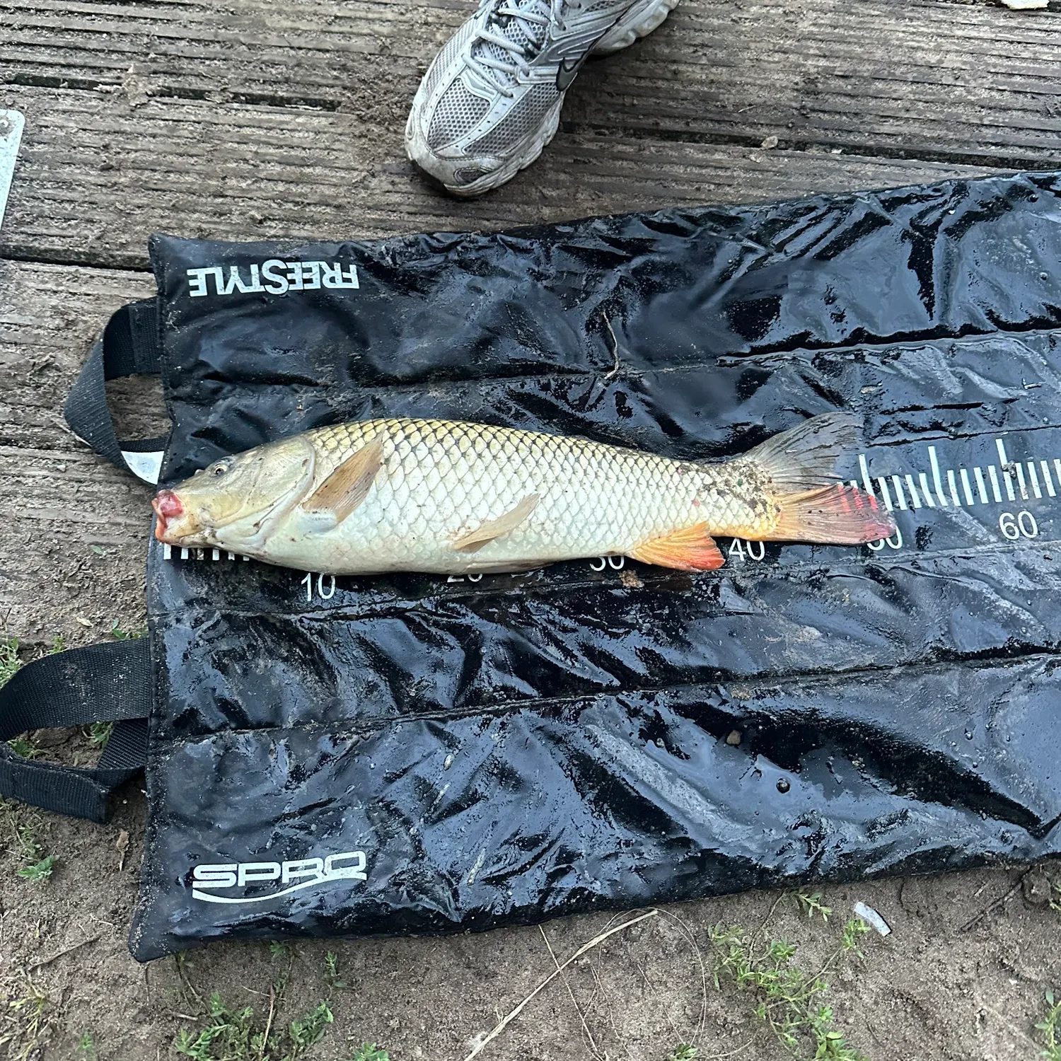 Common carp caught on Fishbrain