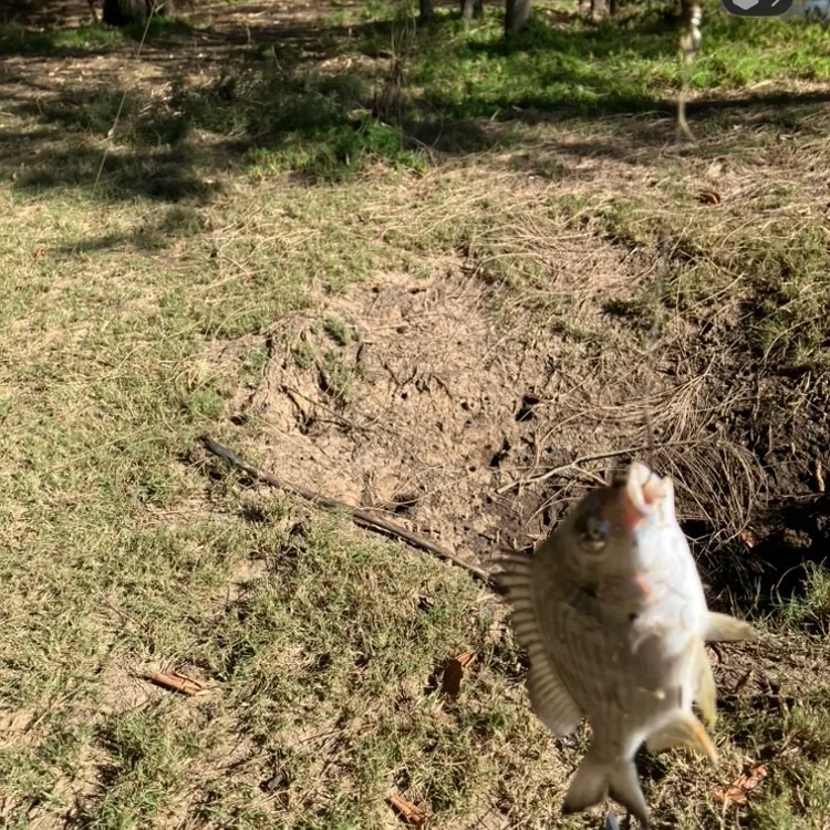 The most recent Surf bream catches on Fishbrain