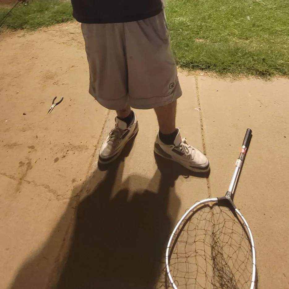 Channel catfish caught on Fishbrain