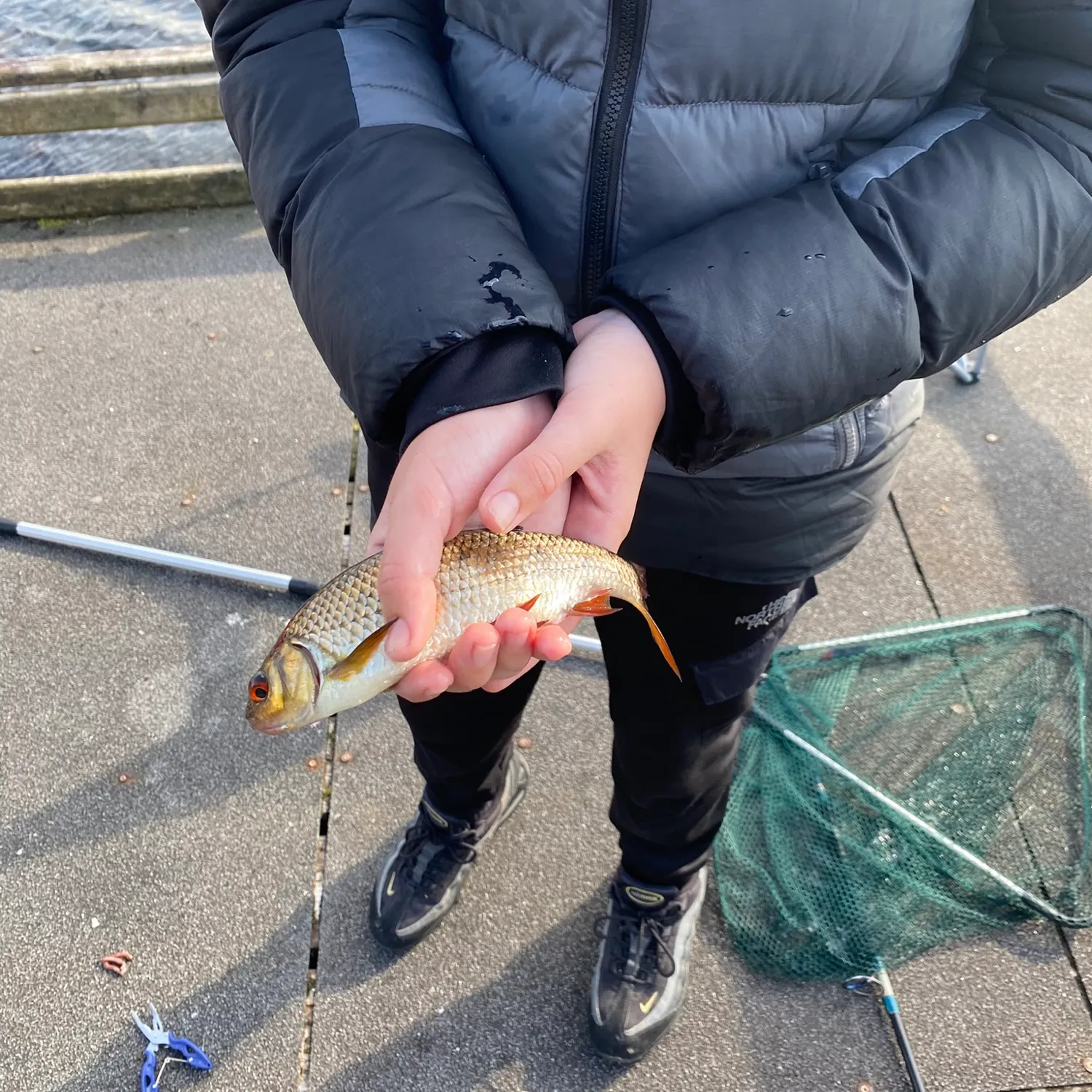 Common roach caught on Fishbrain