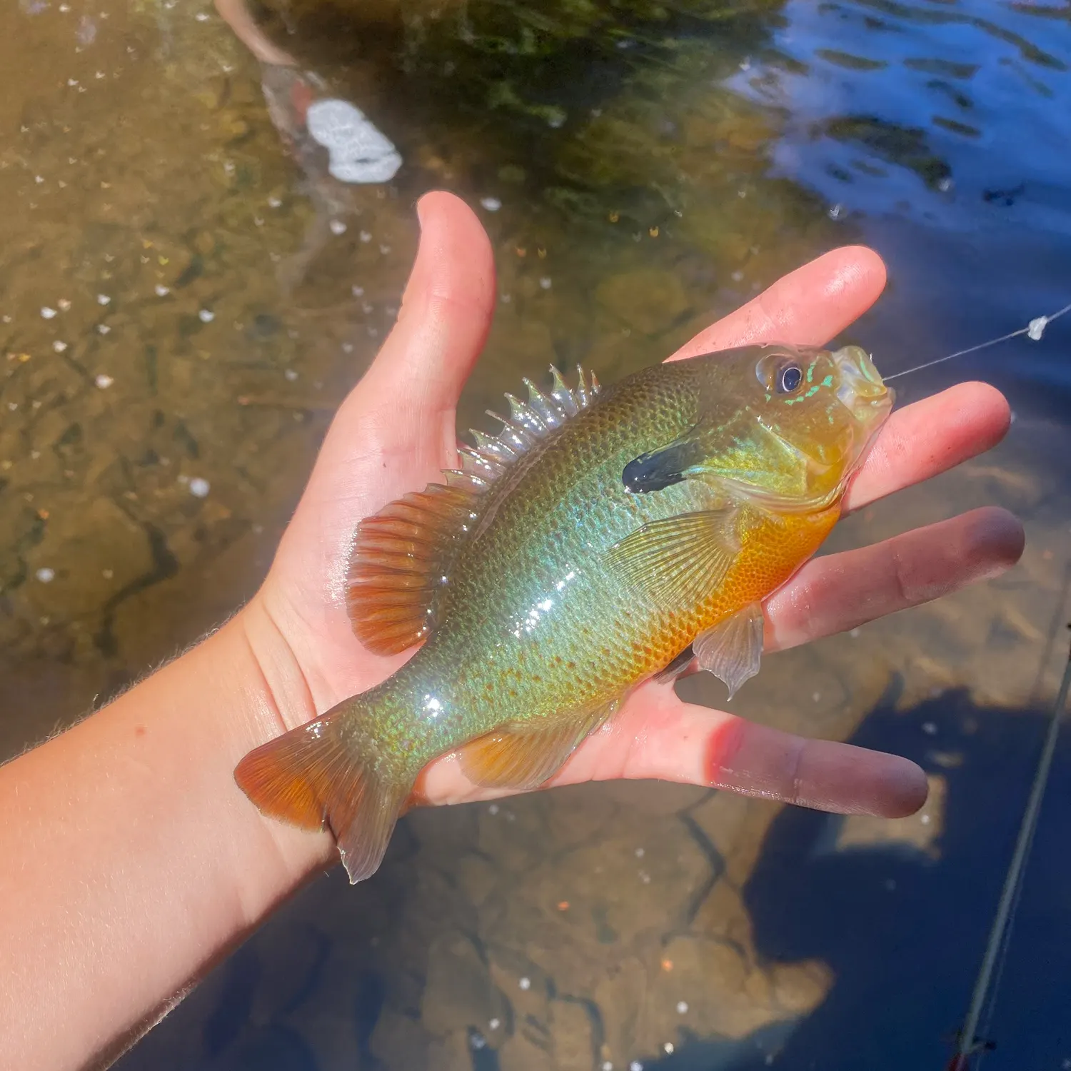 Redbreast sunfish caught on Fishbrain