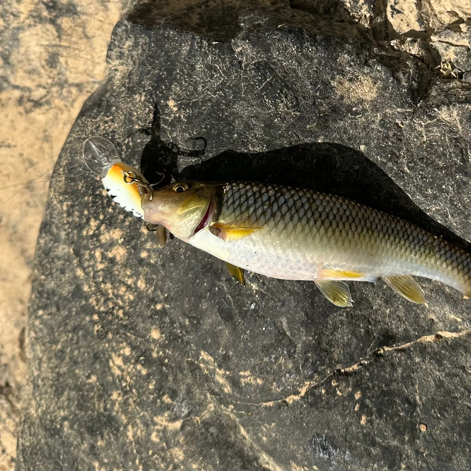 The most recent River chub catches on Fishbrain