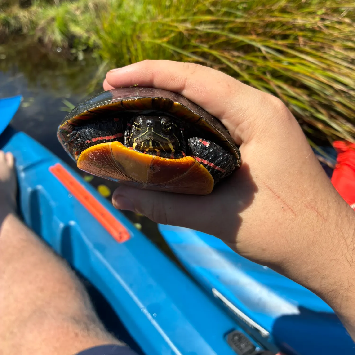 Painted turtle caught on Fishbrain