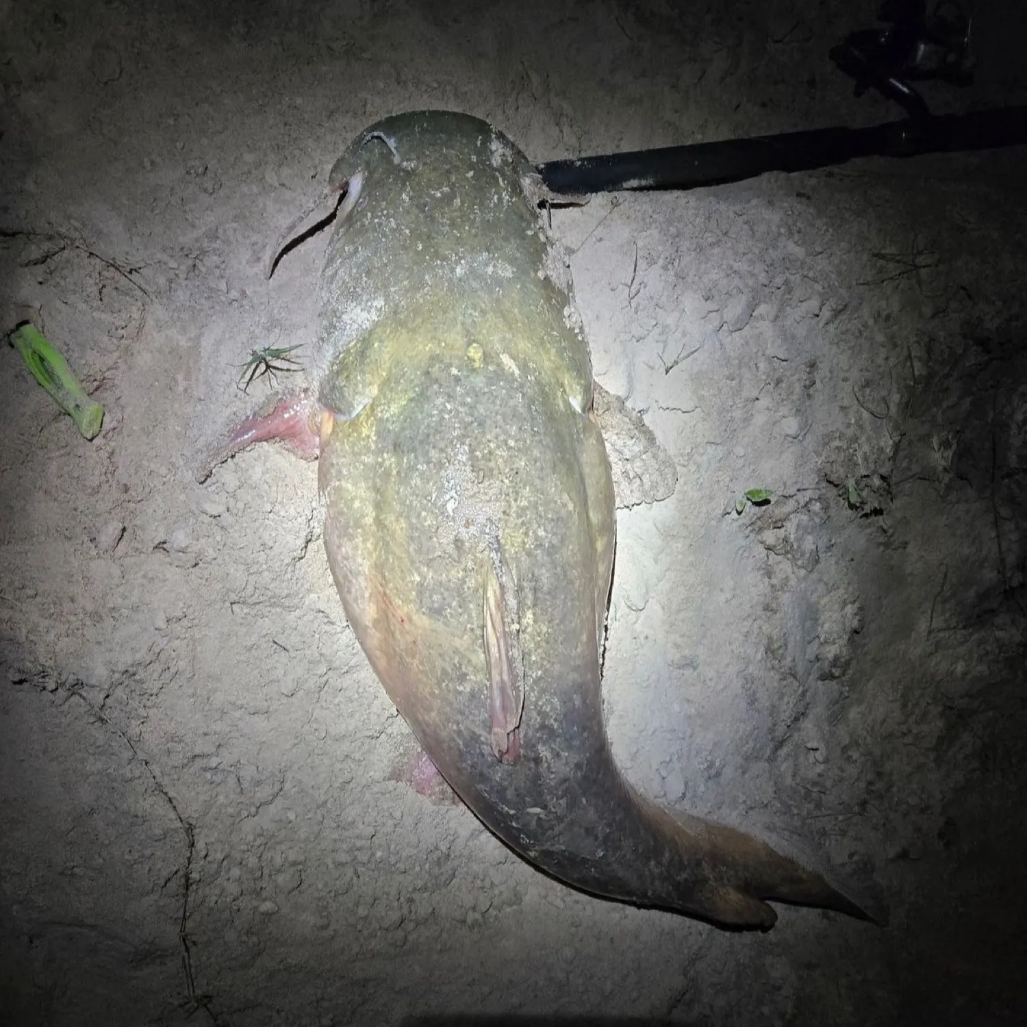 The most recent Flathead catfish catches on Fishbrain