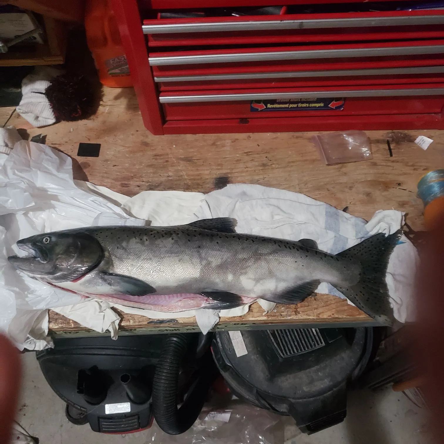 recently logged catches