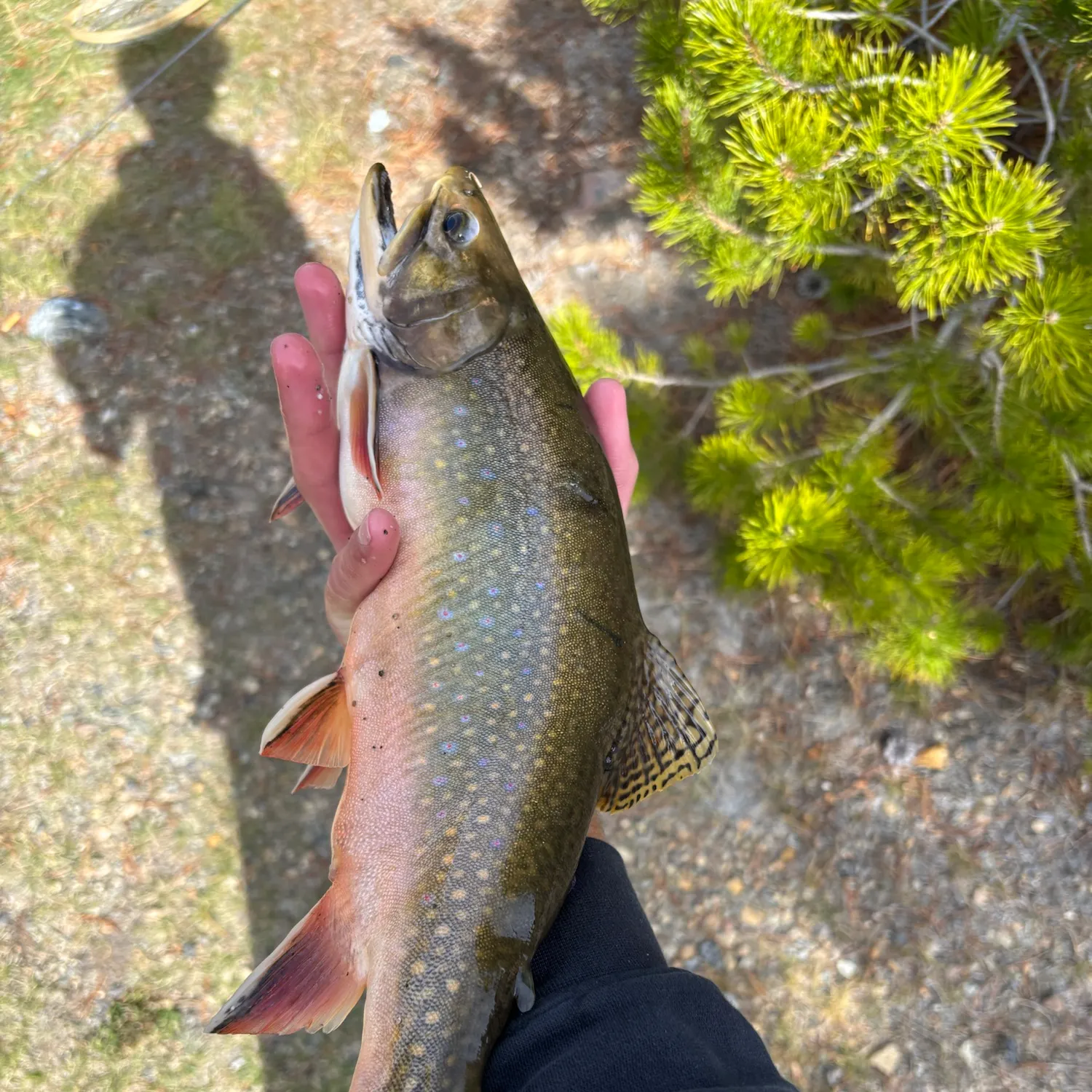Brook trout caught on Fishbrain