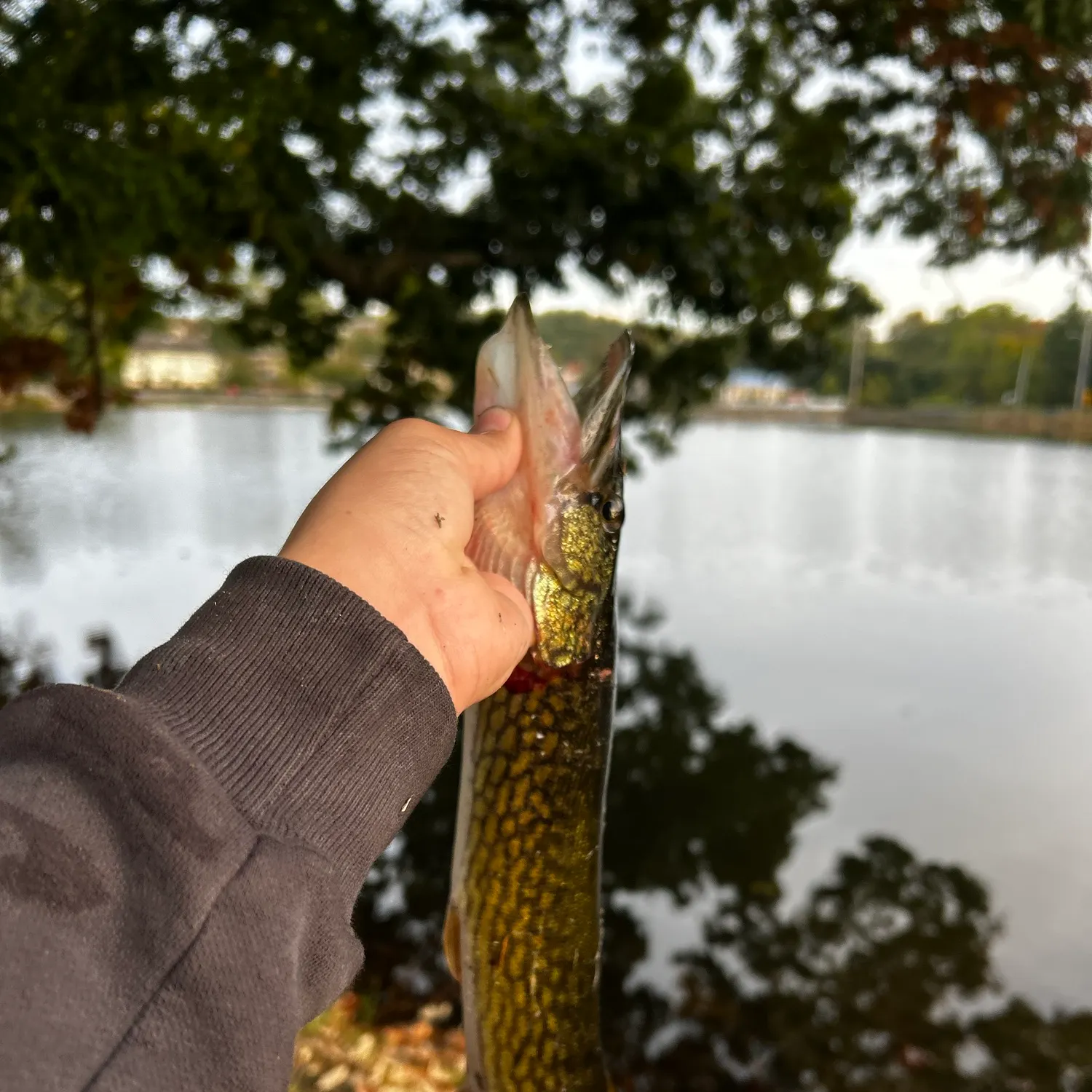 Chain pickerel caught on Fishbrain