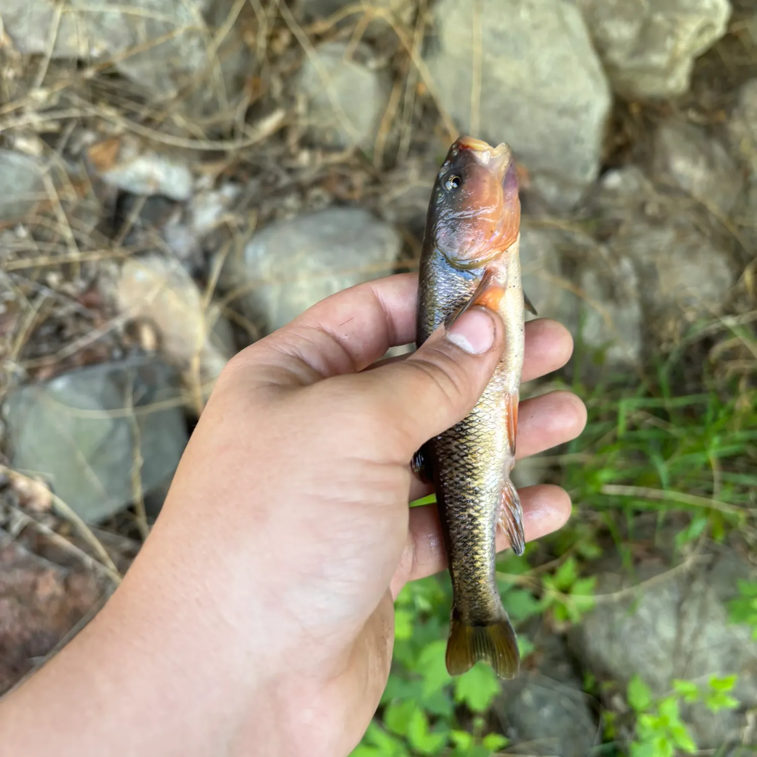 Hornyhead chub caught on Fishbrain